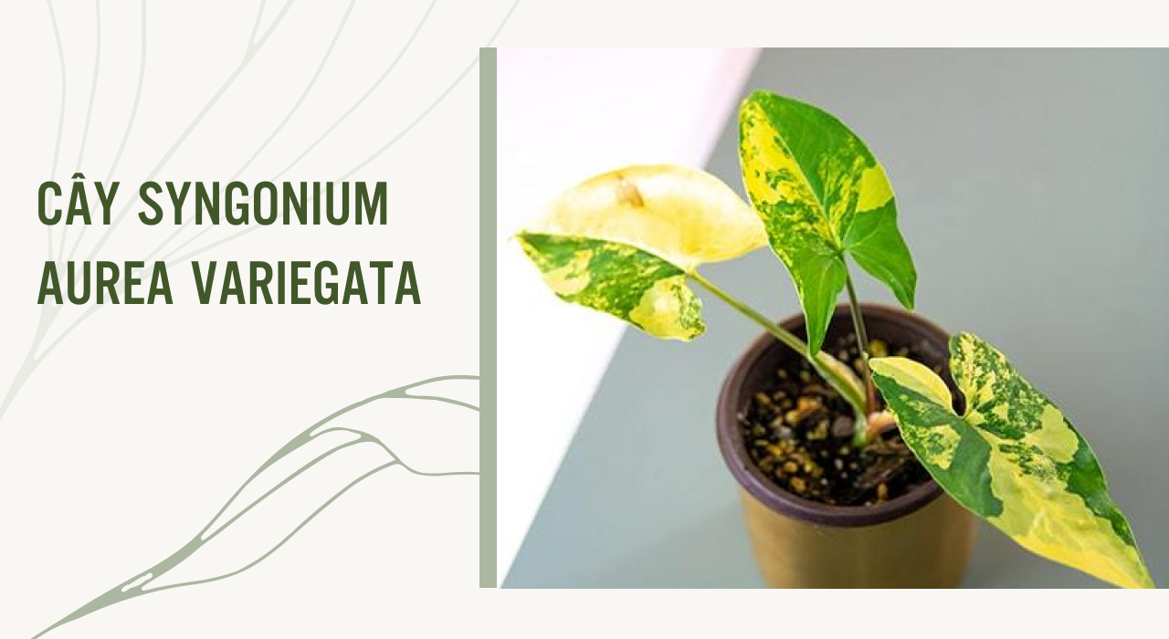 cây syngonium aurea variegata