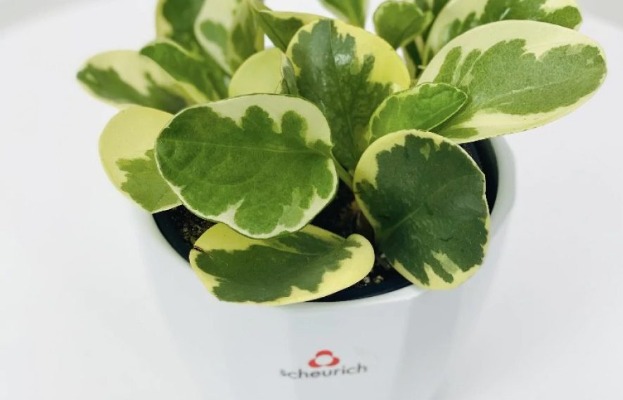 Cây Cỏ Tiêu Lá Tròn là cây gì? Cách nhân giống và cách chăm sóc cay peperomia obtusifolia var - Cây Cỏ Tiêu Lá Tròn là cây gì? Cách nhân giống và cách chăm sóc