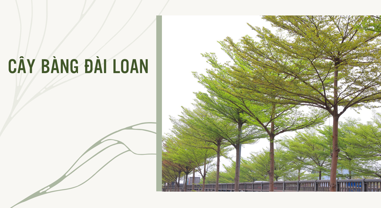 cây bàng đài loan