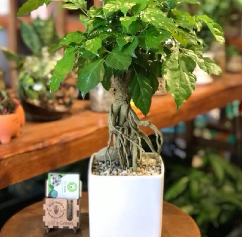 cay hanh phuc bonsai - Cây hạnh phúc hợp mệnh gì? Ý nghĩa phong thủy và cách chăm sóc