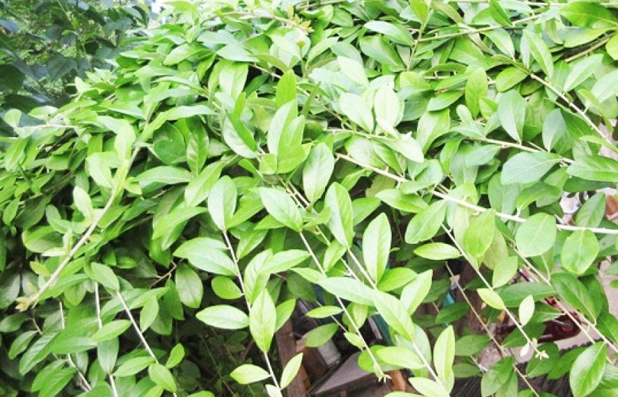 cuc tan an do chua benh - Tất tần tật về Cúc Tần Ấn Độ - Cách chăm sóc và nhân giống cây Cúc Tần