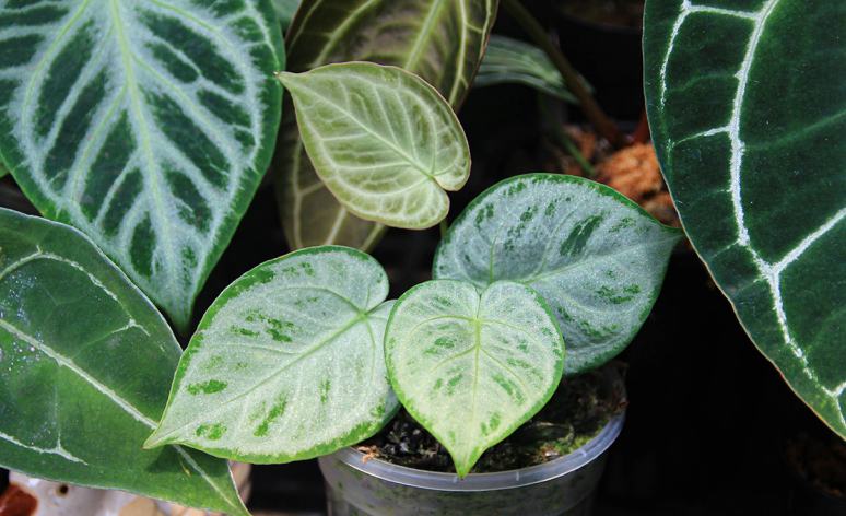 cay anthurium dorayaki nho - Tìm hiểu về cây Anthurium Dorayaki và cách nuôi dưỡng tốt nhất