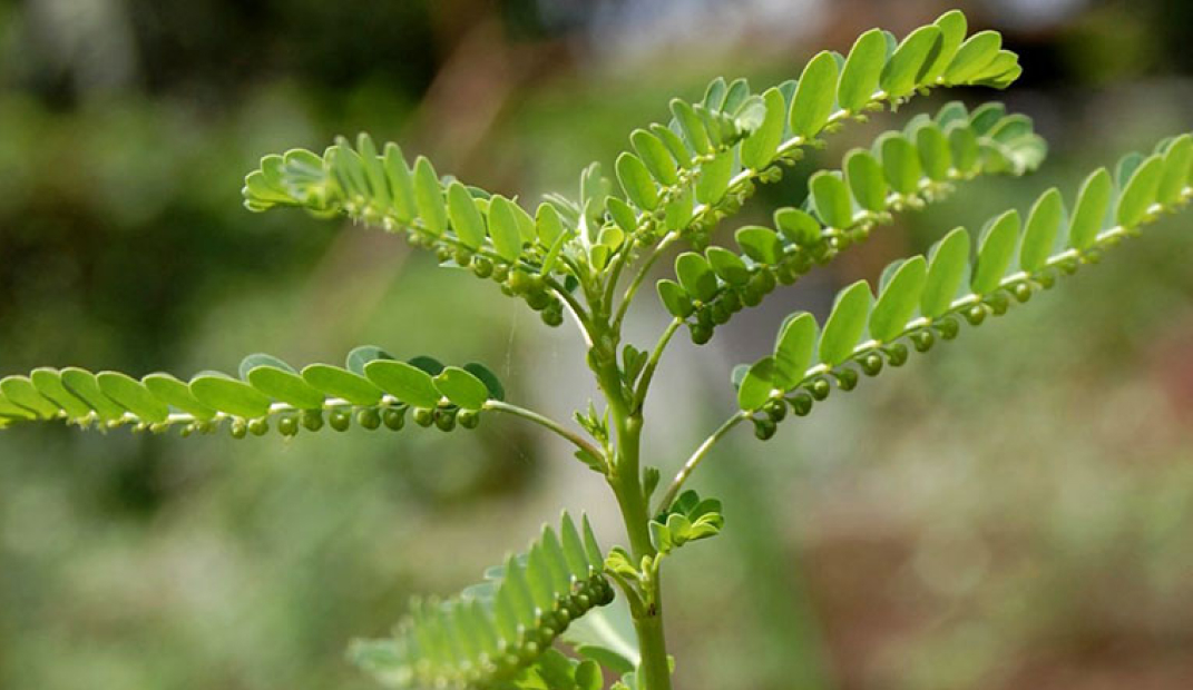 canh cay diep ha chau - Hướng dẫn chăm sóc cây Diệp hạ châu: Cách trồng và bảo quản hiệu quả
