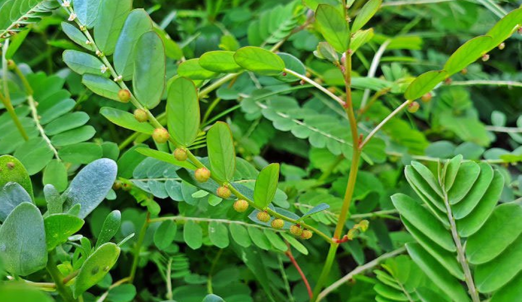 cay cho de diep ha chau - Hướng dẫn chăm sóc cây Diệp hạ châu: Cách trồng và bảo quản hiệu quả