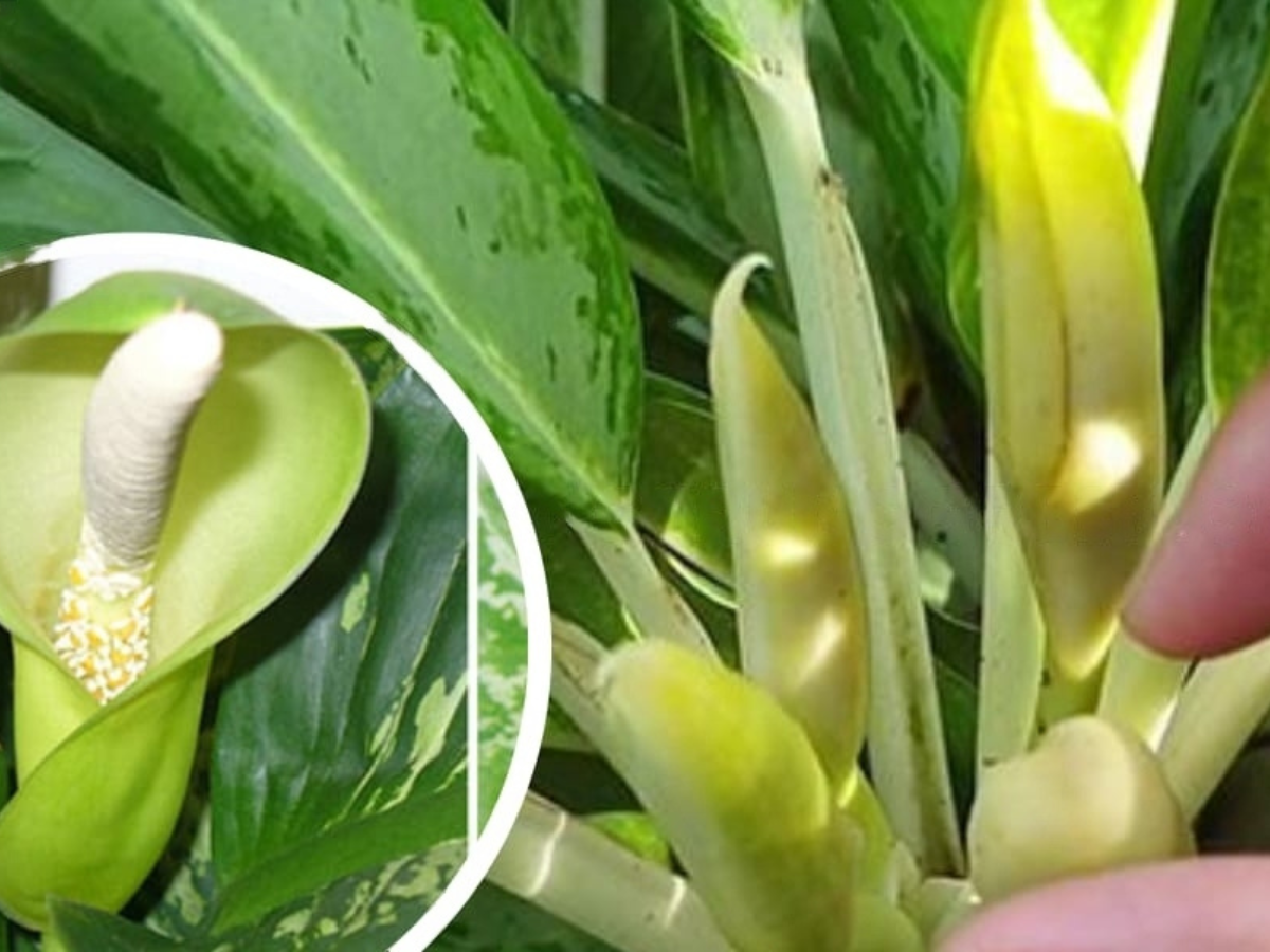Cây Bạch Mã Hoàng Tử - Ý nghĩa và cách chăm sóc 473ml 18 - Cây Bạch Mã Hoàng Tử - Ý nghĩa và cách chăm sóc
