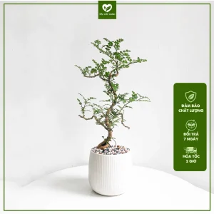 CÂY CẦN THĂNG BONSAI MINI