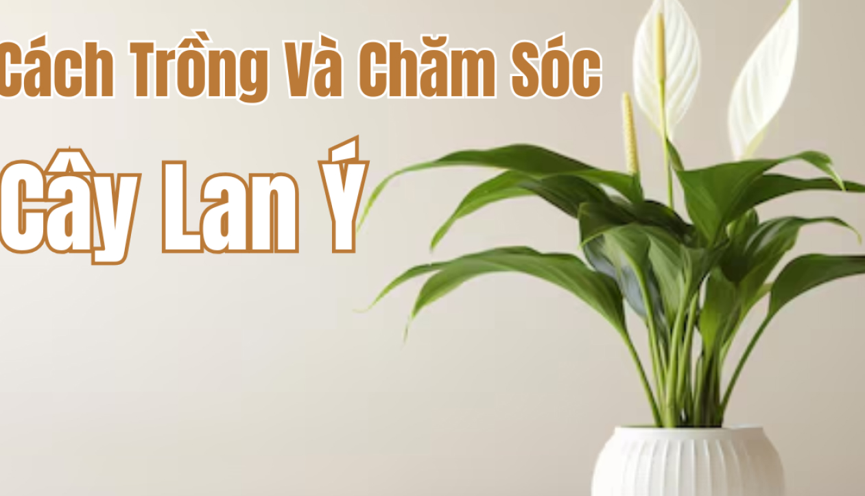 cach trong va cham soc cay lan y - Cách trồng Cây Lan Ý và ý nghĩa của cây ít người biết