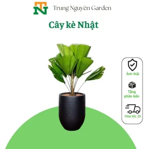 Cây kè nhật