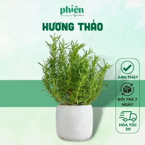 Cây hương thảo