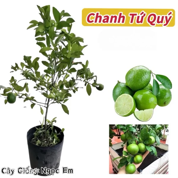 CÂY CHANH LÙN TỨ QUÝ