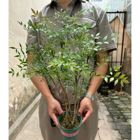 Cây nam thiên trúc là cây gì cay nam thien truc - Cây nam thiên trúc là cây gì
