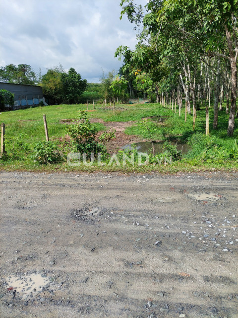 (S322) (Đã bán )  Đất 1/ Phú Thuận ( đường Cao Thị Đậu), dt 300m2, chỉ 1 tỷ 550