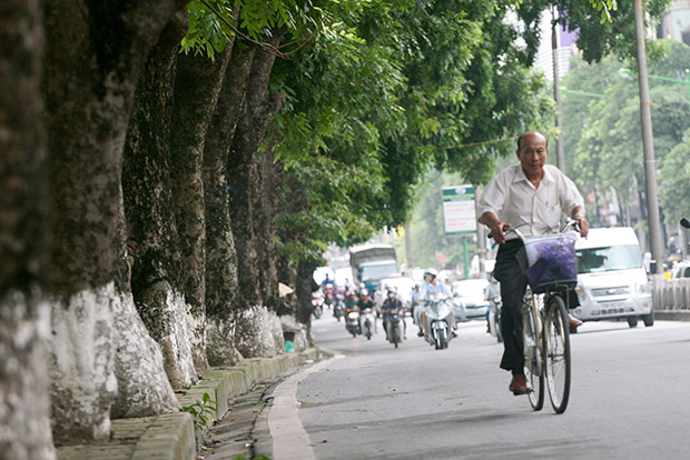 Hàng cây cổ thụ trên đường Kim Mã
