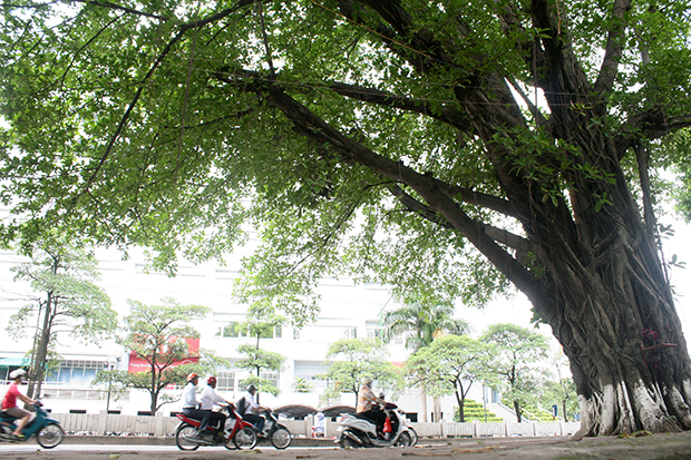 Gần đây, những người yêu mến Hà Nội liên tục chứng kiến cảnh cây xanh trong thành phố bị chặt hạ để phục vụ các mục tiêu phát triển kinh tế.