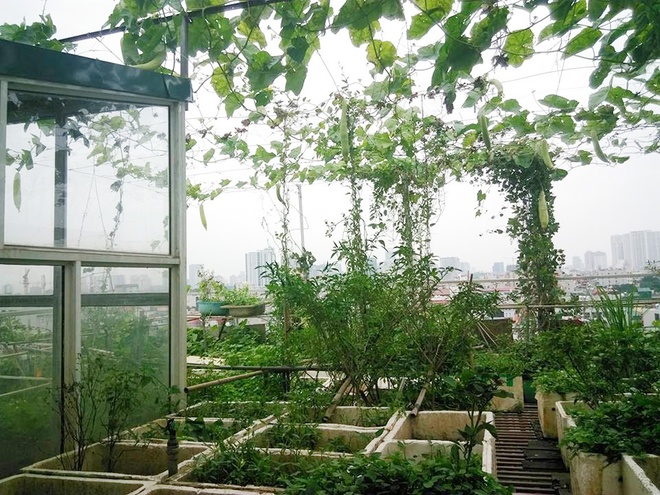 Gần 2 năm nay, khi nào cần rau ăn, chị Thanh Hải (Hà Nội) chỉ cần lên tầng thượng hái. Khu vườn nhà chị có đủ các loại rau quen thuộc theo mùa như rau muống, ngót, mồng tơi, cải, mướp và cả các loại rau gia vị...