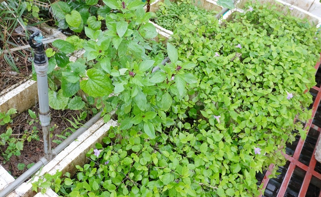 Dù diện tích vườn rộng, trồng nhiều loại khác nhau nhưng nhà chị Hải không tốn quá nhiều công sức. Ở khu trồng rau, chồng chị lắp đặt hệ thống tưới với đường ống dẫn nước chạy xung quanh các thùng xốp.