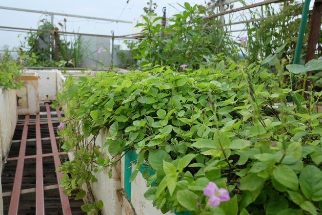 Việc chăm sóc cây của vợ chồng chị Hải rất đơn giản. Anh chị không sử dụng bất cứ loại phân nào mà chỉ cho cuộng rau, bã đậu nành ủ vài ba ngày rồi bón vào đất.