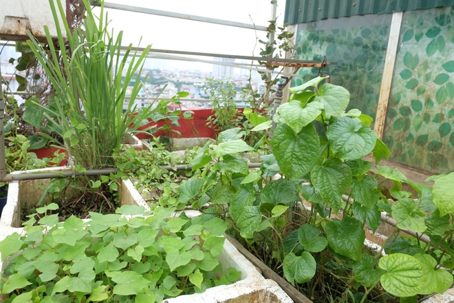 Nếu cần các loại rau ăn kèm, trong vườn cũng có diếp cá, lá lốt, sả...