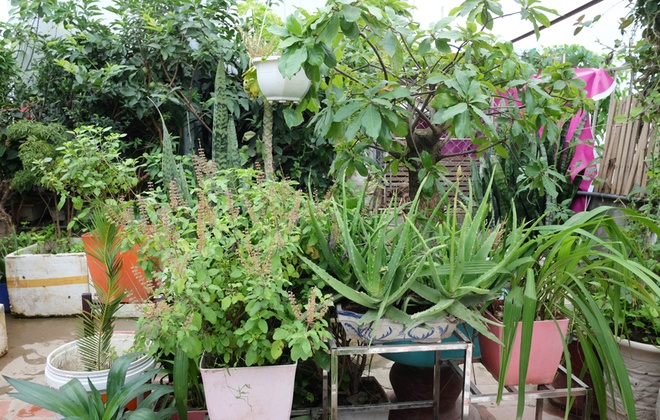 Ngoài các loại rau, chị Hải còn trồng nhiều loại cây ăn quả như ổi, khế, cây dùng để gội đầu như hương nhu...