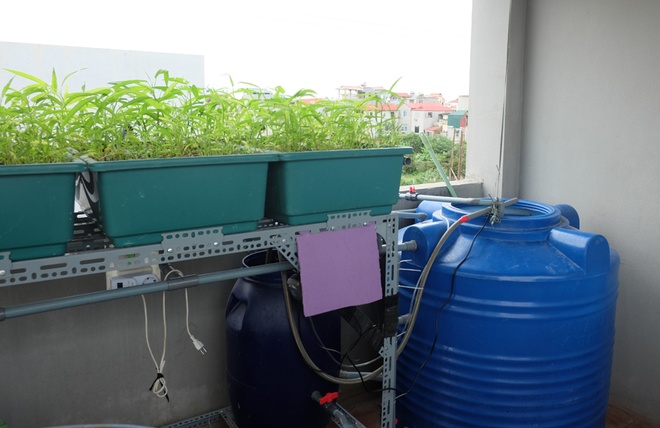 Thùng phuy nuôi cá được kết nối với các chậu cây. Nước có chứa phân cá chảy vào các khay, cây hút nước, chất dinh dưỡng, trả lại nước sạch cho bể cá. Hệ thống này được đặt giờ tự động nên chủ vườn sẽ không tốn nhiều công sức.