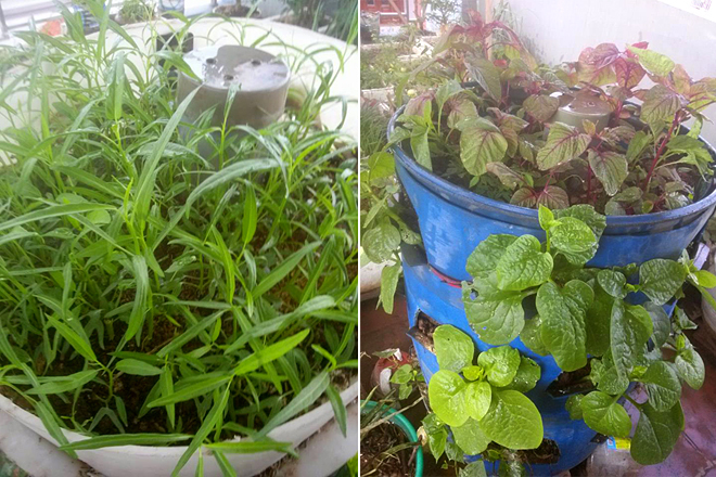 Trong vườn, bà Sương vẫn giữ lại các tháp cây xanh làm từ thùng phuy với diện tích nhỏ nhưng trồng được nhiều cây.