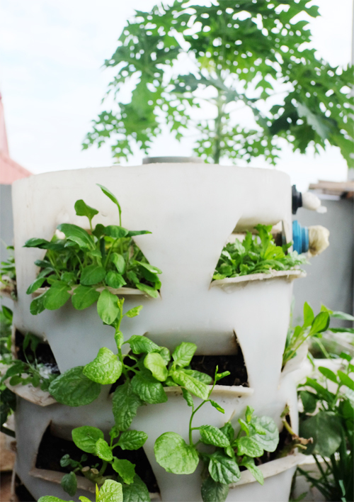 Kinh nghiệm của bà Sương là sử dụng nhiều loại mùn ủ từ rau, cây nên đất luôn tơi xốp, không cần bón nhiều phân. Trong vườn có đủ các loại rau như rau muống, mồng tơi, ngót Nhật, rau dền...