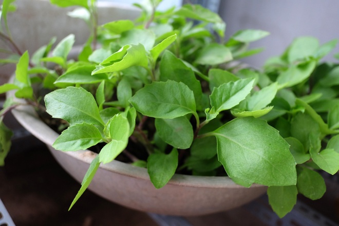 Dù chi phí làm vườn tốn kém hơn việc đi mua rau ngoài chợ nhưng bà Sương vẫn rất hài lòng. Bà không ngại đi 20-30 km để mua sinh khối giun quế, tới thăm các khu vườn đẹp để học hỏi kinh nghiệm. Nhờ sự chăm chỉ và đam mê ấy mà nhà bà Sương và cả gia đình con gái (đã ra ở riêng) lúc nào cũng có rau sạch và vài tháng nữa sẽ có cá để chế biến cho các bữa ăn.