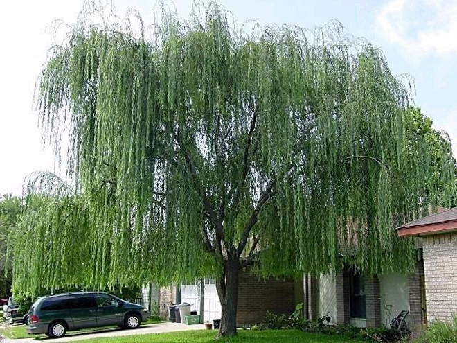 Cây liễu cổ thụ che phủ mái nhà và cả một khoáng sân rộng lớn phía trước.