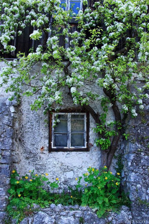 Người dân ở Hallstatt rất chăm chút ngôi nhà của mình. Họ sống hòa mình với thiên nhiên, trồng đủ các loại hoa đầy màu sắc trên ban công. Ngoài ra, họ còn trồng thêm nhiều loại cây leo.
