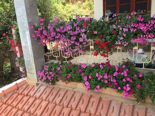 "Trồng hoa ngắm thì thích nhưng cũng thật mệt mỏi mỗi khi nghĩ đến mùa cây bệnh, có khi vườn trơ trọi, không còn lá. Mọi chủ vườn phải không được nản mới chữa được bệnh cho cây", chị Hương chia sẻ.