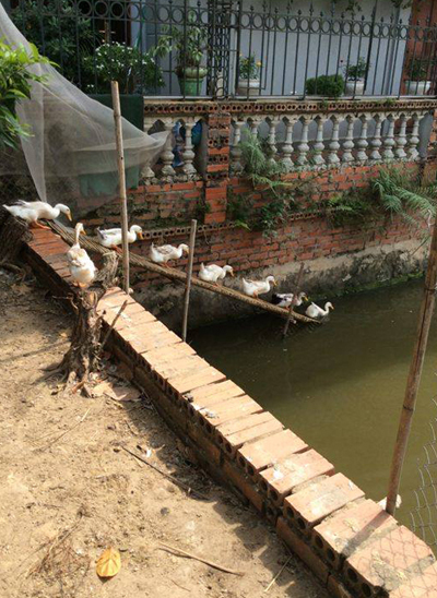 Ao cá rộng 200 m2 cũng là nơi chăn thả vịt lấy trứng.