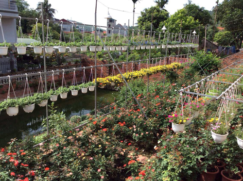 Chị biến một phần vườn rau thành các ô nhỏ để trồng hoa trực tiếp xuống đất. Chị cũng thuê người làm hệ thống mái che vì một số cây khó tính sẽ chết khi gặp mưa nhiều.