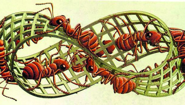 8. Hình ảnh con kiến và Dải Moebius