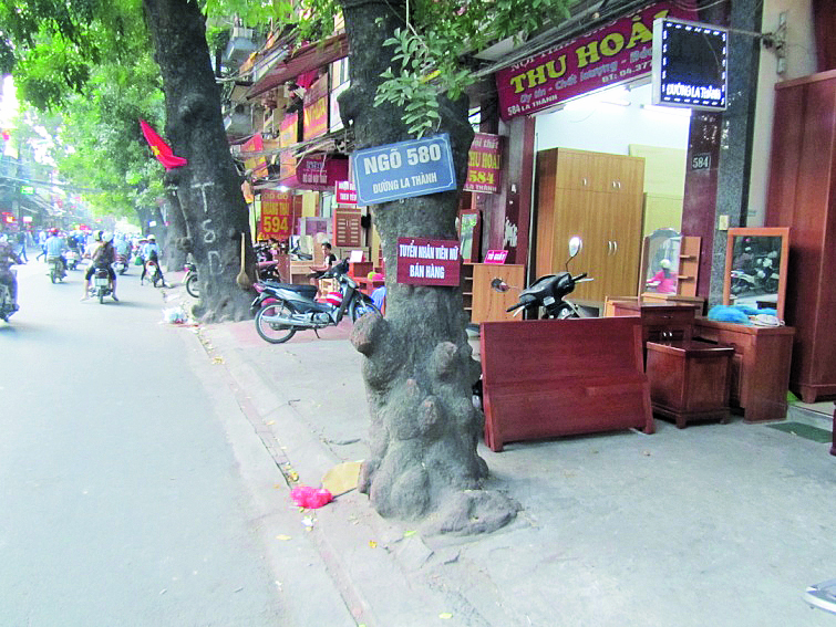 Bê tông hóa gốc cây – đường Đê La Thành. (Nguồn: Phạm 2014)