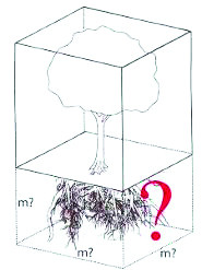 Một cây gỗ lớn cần 300 m3 dưới lòng đất. (Nguồn: Heidger, 2006)