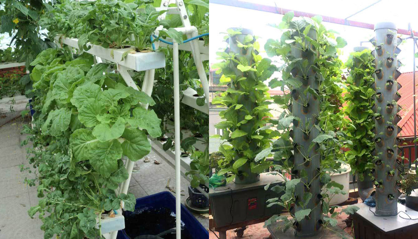 Ví dụ về ứng dụng kỹ thuật thủy canh và khí canh trong vườn đô thị tại các hộ gia đình (nguồn vietnamnet.vn)