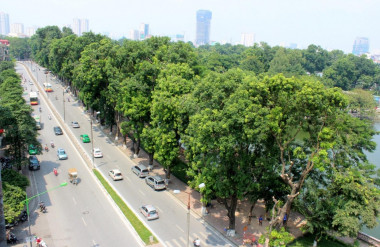 Hàng xà cừ trên đường Kim Mã có tán lá rộng tạo bóng mát và cảnh quan đẹp bên hồ công viên Thủ Lệ trước khi bị chặt (Ảnh VOV)