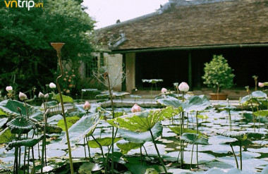 Hình 1 Vườn nhà ở truyền thống với hồ sen gần gũi mộc mạc ©Internet