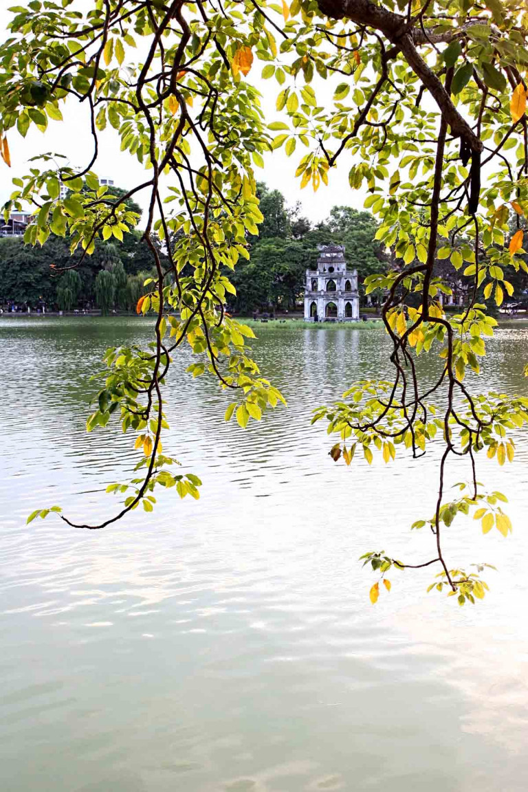 Cây gạo cổ thụ ở phía đường Đinh Tiên Hoàng