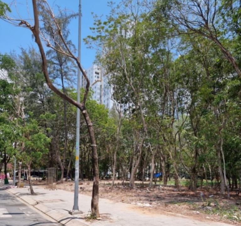 Mặc dù là khu đô thị mới được đầu tư bài bản, chất lượng và tiêu chuẩn chọn loài cây xanh chưa tốt đã ảnh hưởng trực tiếp tới sức khỏe và khả năng sinh trưởng phát triển của cây xanh công viên - Công viên Belleza, quận 7