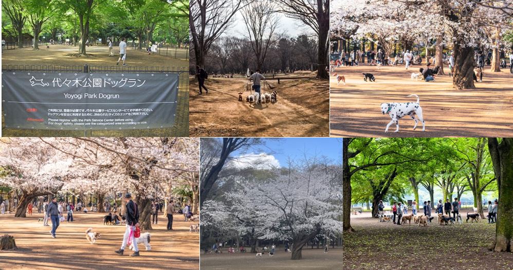 Hình 1. Công viên chó nằm trong Công viên Yoyogi, Tokyo, Nhật Bản. Đây là công viên trung tâm với cảnh quan rừng hoa anh đào, là địa điểm thu hút du khách và biểu trưng của thành phố Tokyo (Nguồn: Internet)