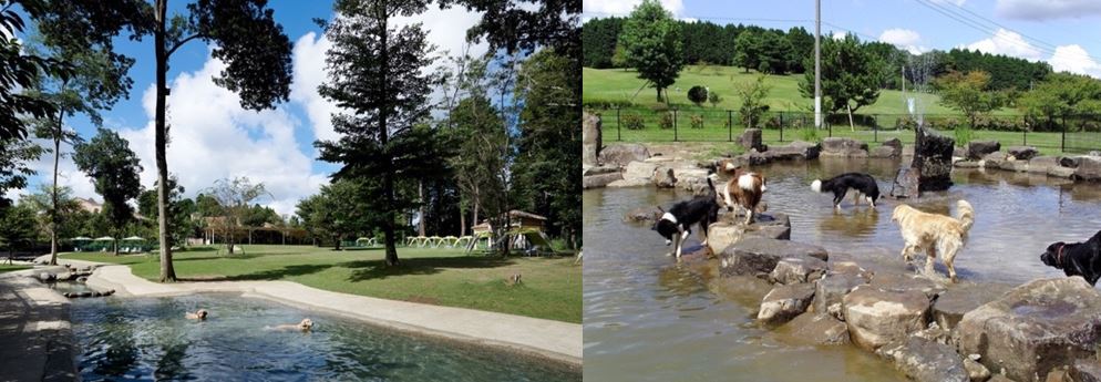 Hình 5. Cảnh quan nước trong không gian một số công viên chó tại Nhật Bản (Nguồn: internet)