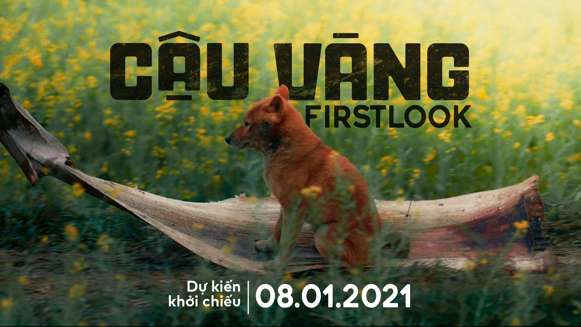 Cậu Vàng